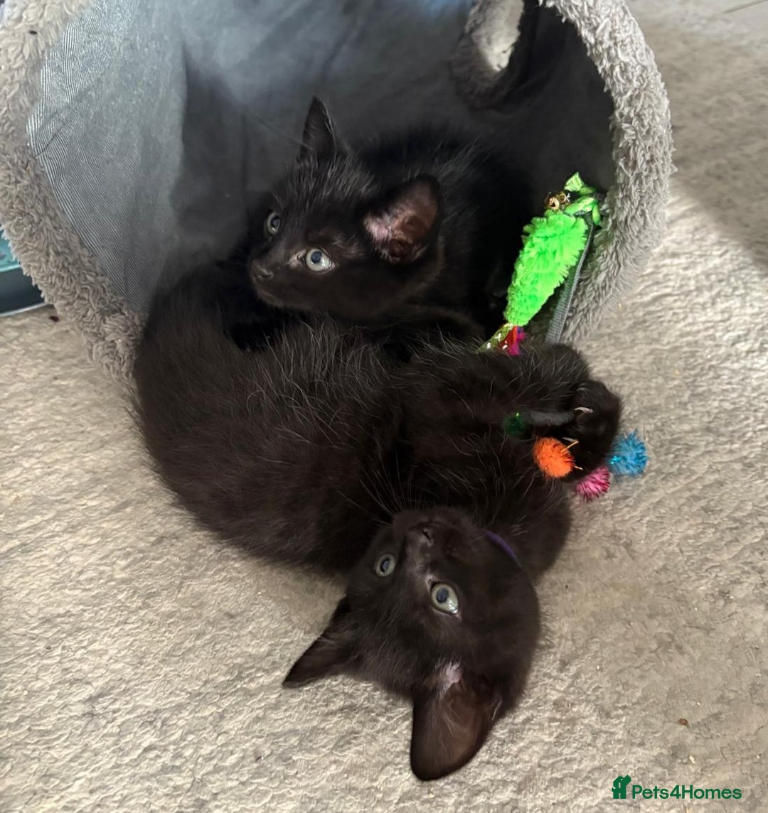 Domestic Shorthair cats for sale: 7 beautiful kittens!!!🐈‍⬛🐈‍⬛🐈‍⬛ - Image 14