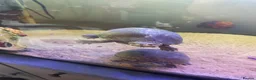 Turtle reptiles for sale: Two male musk turtles  - Advert 3
