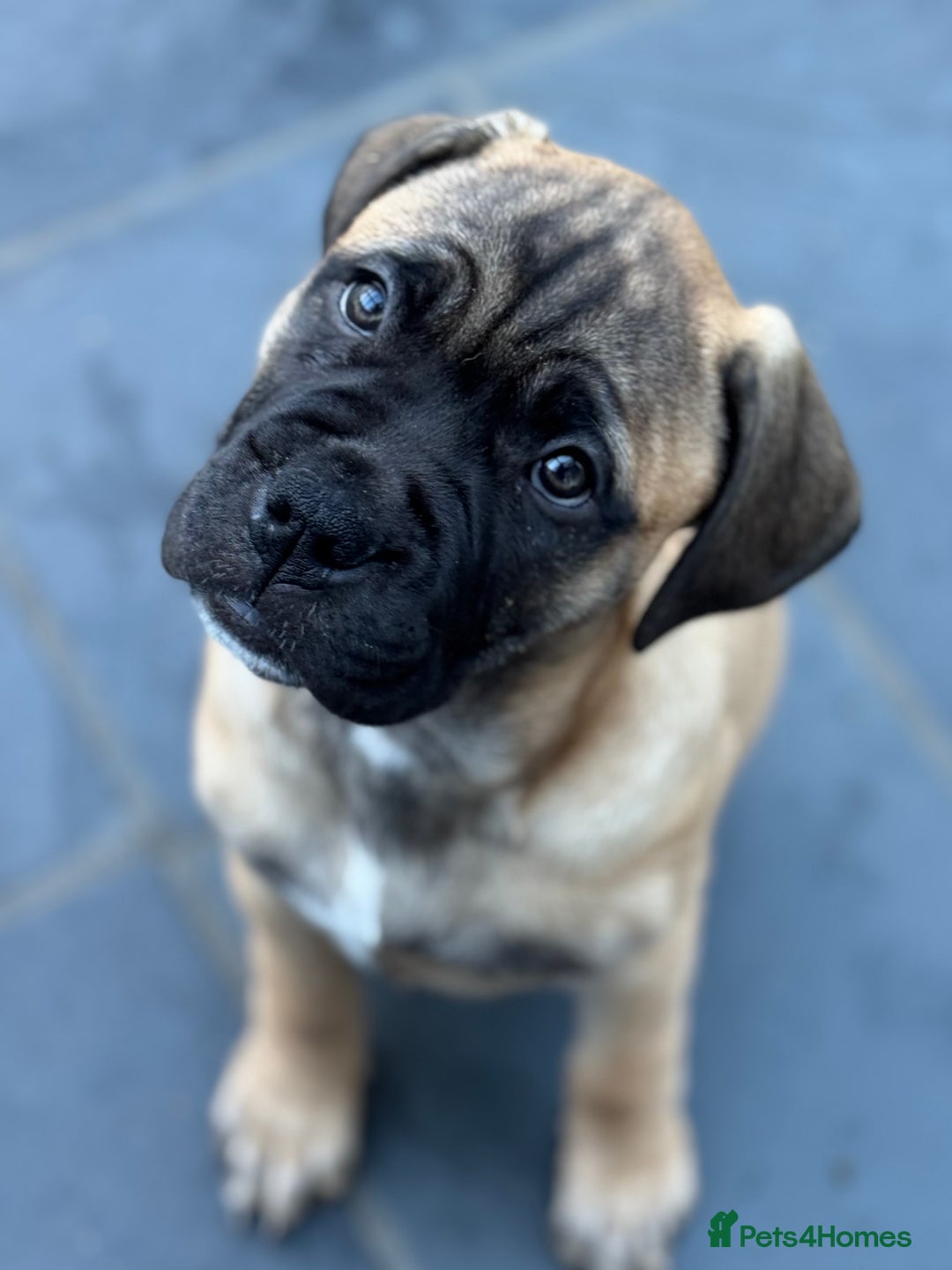 Bullmastiff dogs for sale: Beautiful Pedigree Puppies - Advert 8