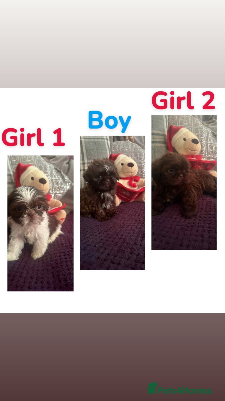 Shih Tzu dogs 6 beautiful shih tzu puppies  - Advert 11