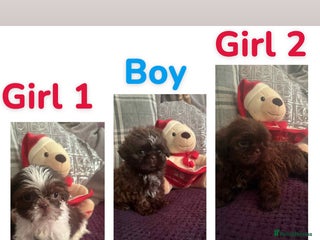 Shih Tzu dogs 6 beautiful shih tzu puppies - Advert 12