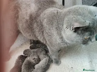 British Shorthair cats Stunning pedigree british shorthair kittens - Advert 1
