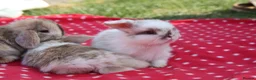 Mini Lop rabbits for sale: Mini lops chocolate harlequins - Advert 7