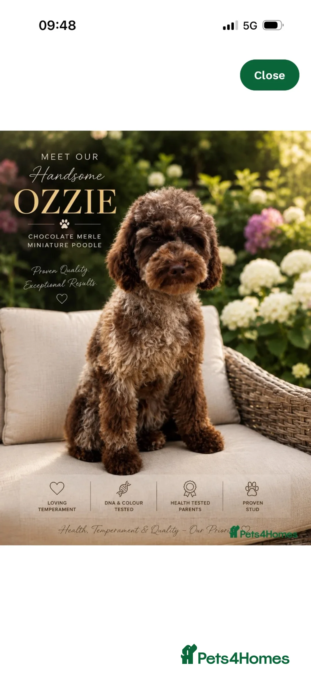 Cavapoo dogs for sale:  Exceptional F1b Cavapoo Puppies  - Advert 22