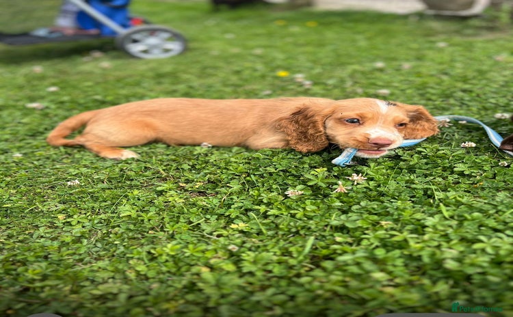 Cocker Spaniel dogs - Advert 4