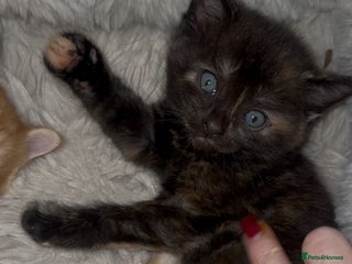 Maine Coon cats UPDATE ONLY 3 LEFT*. 5 MAINE COON X KITTENS - Advert 4