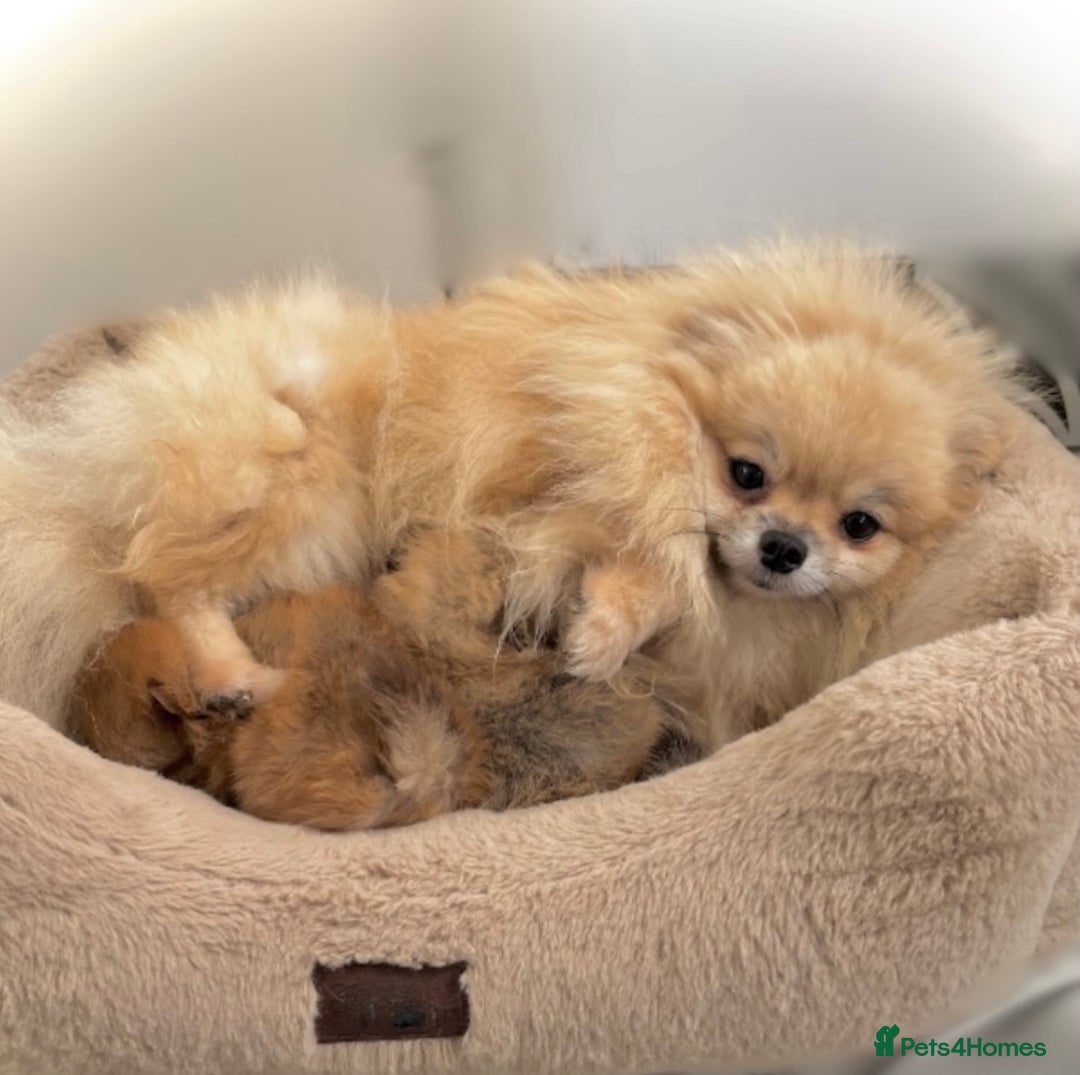 Pomeranian dogs for sale: 🐻Green eyed👁️Top Quality🔥 - Advert 21