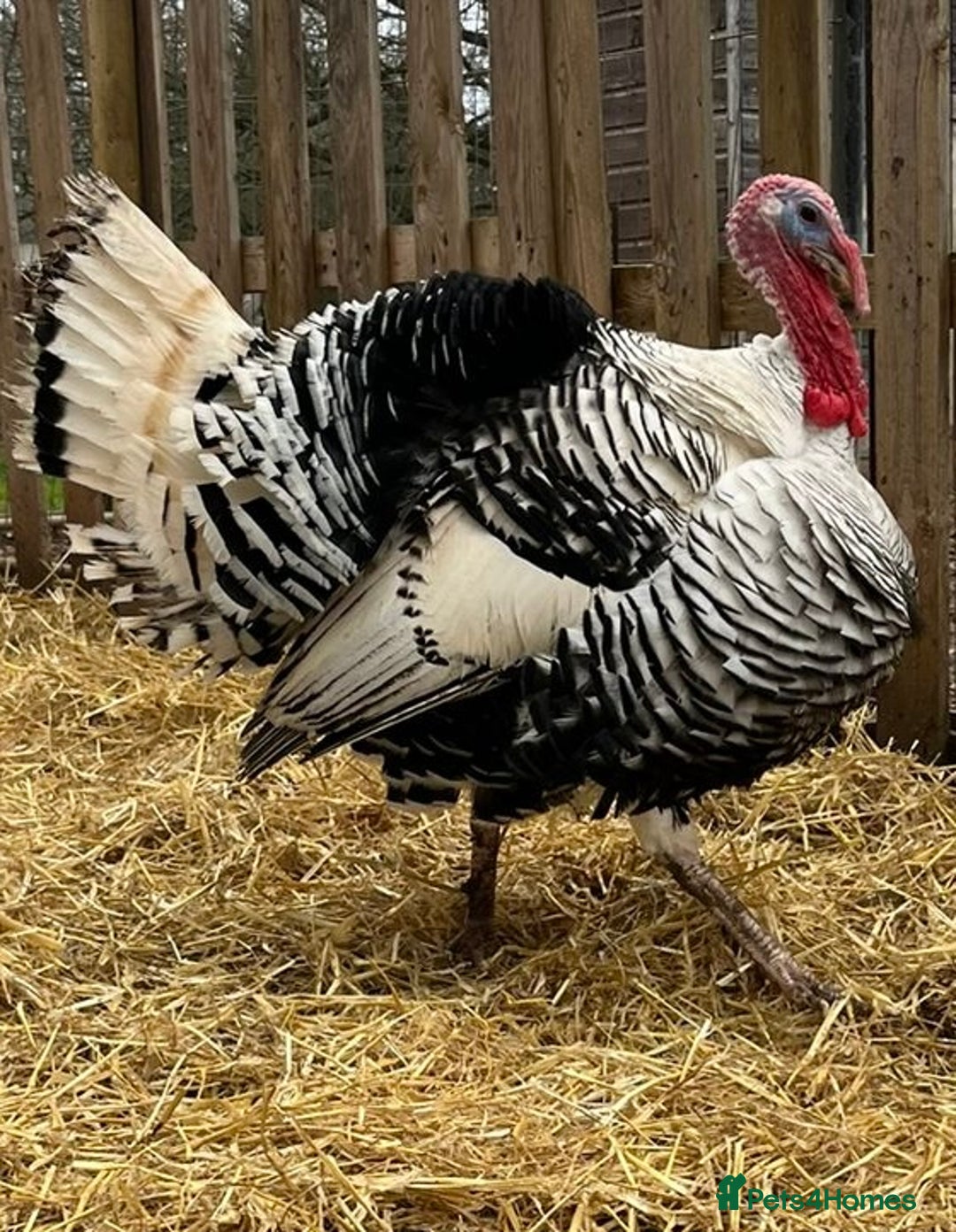 Turkeys poultry for sale: Crollwitzer Turkey stag  - Advert 2