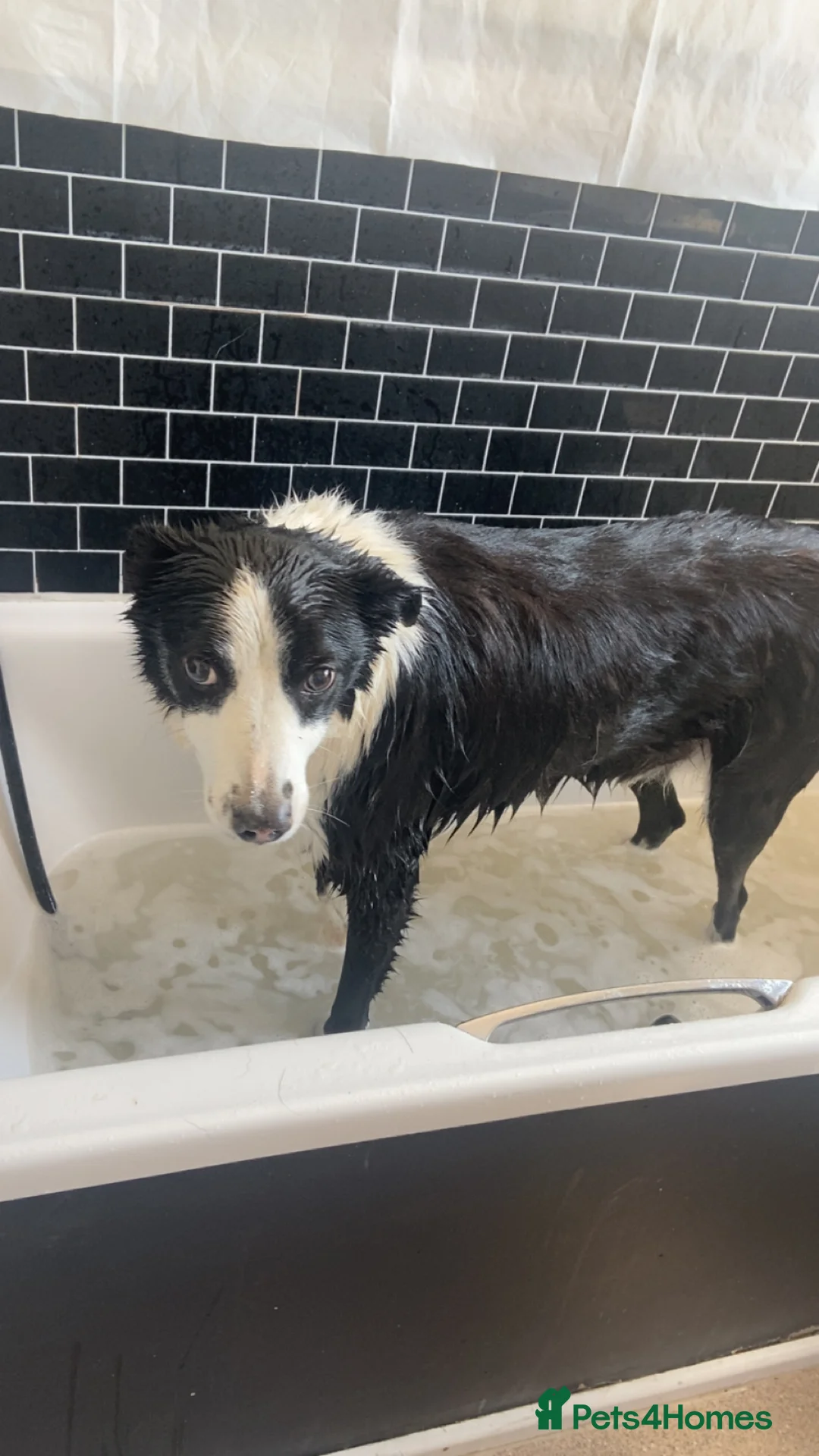 Border Collie dogs for sale: Ozzy  - Advert 15