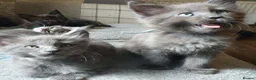 Maine Coon cats for sale: Tica registered pedigree poly Maine Coons. - Advert 12