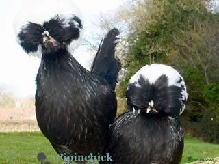 Chickens poultry Chickens For Sale, Various Breeds - Advert 1