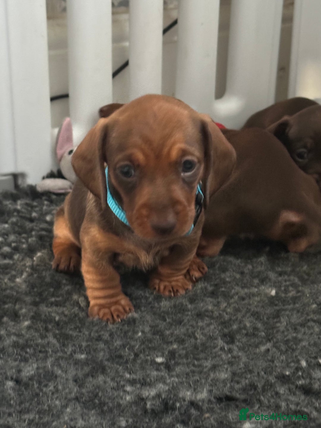 Miniature Dachshund dogs for sale: Miniature dachshund puppies - Image 12