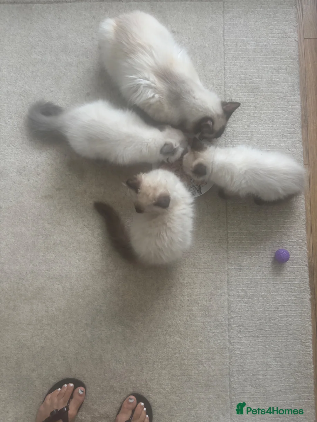Ragdoll cats for sale: Purebred Ragdoll Boys  in St Albans - Advert 18