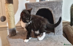 Bengal cats for sale: Gorgeous Bengal/Savannah x DS - Image 2