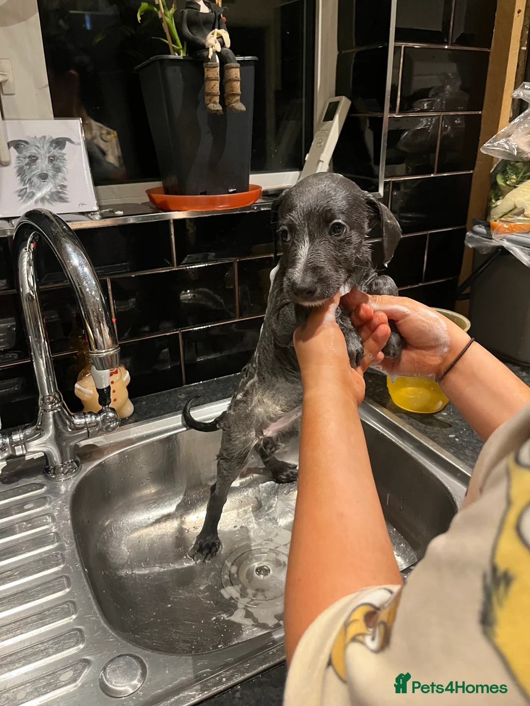 Lurcher dogs for sale: Bedlington Whippet pups for sale - Advert 20