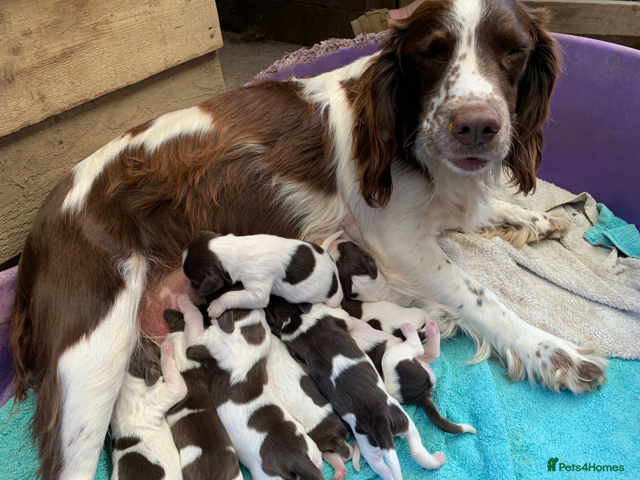 English Springer Spaniel dogs English springer spaniel puppies  - Advert 7