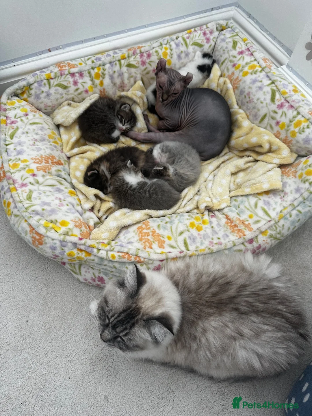 Ragdoll cats for sale: Lynx ragdoll x tabby kitten ready to leave  - Advert 10