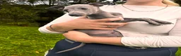 Italian Greyhound dogs for sale: KC Registered Italian Greyhounds Puppies - Advert 5