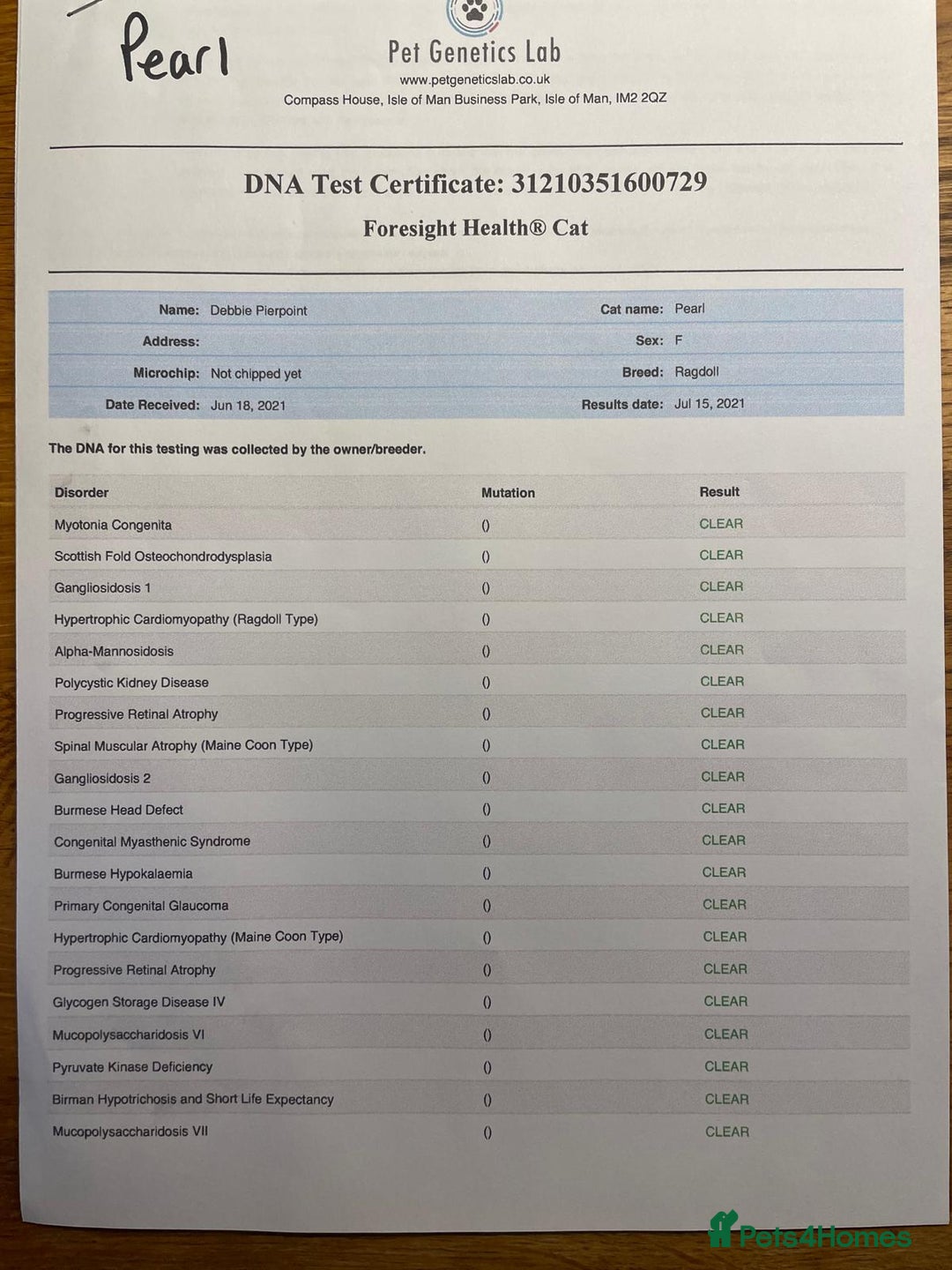 Ragdoll cats for sale: Male ragdoll 2 years old - Advert 9