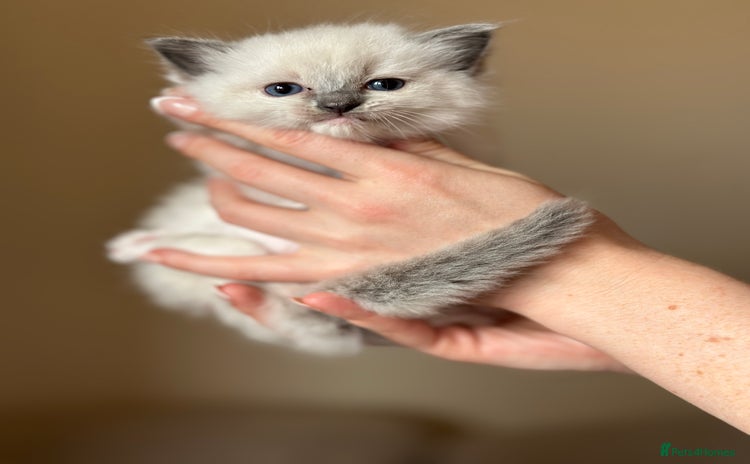 Ragdoll cats - Advert 1