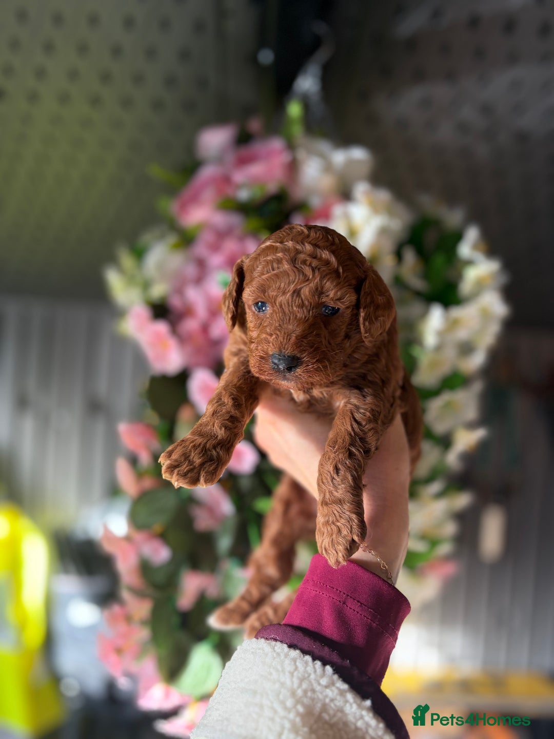 Cockapoo dogs for sale: 3 teddy bear F2 Cockapoo girls available  - Advert 10