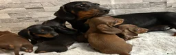 Miniature Dachshund dogs for sale: Miniature dachshund puppies  - Advert 10