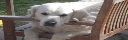 Golden Retriever dogs for stud: CHAMPION SIRED ICTHYOSIS CLEAR STUD - Advert 2