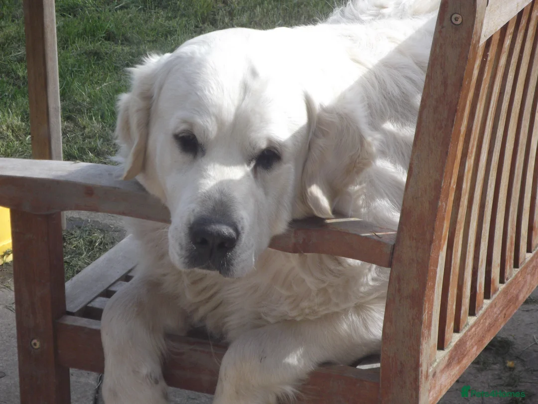 Golden Retriever dogs for stud: CHAMPION SIRED ICTHYOSIS CLEAR STUD - Advert 2
