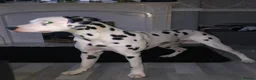 Dalmatian dogs for stud: Proven KC Dalmatian stud baer+\+ in Wigan - Advert 2