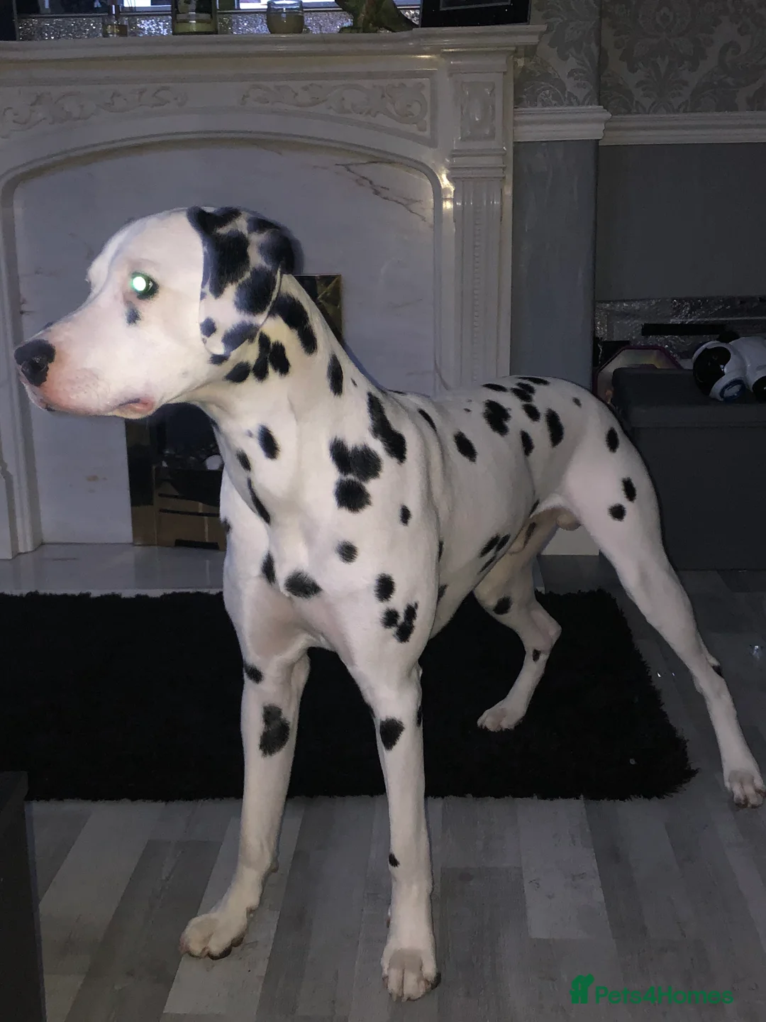 Dalmatian dogs for stud: Proven KC Dalmatian stud baer+\+ in Wigan - Advert 2