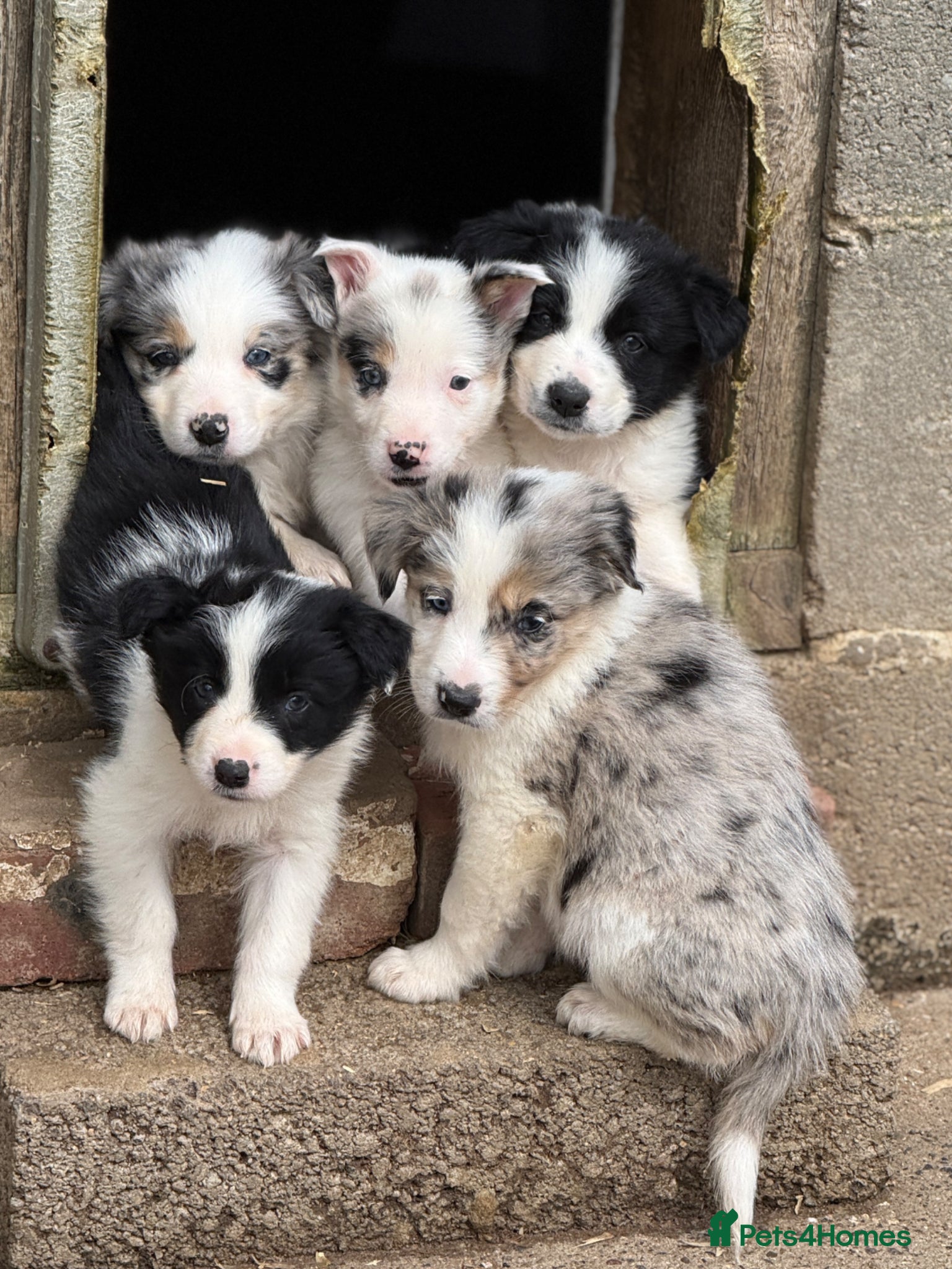 Border Collie dogs Gorgeous collie pups - various colours  - Advert 2