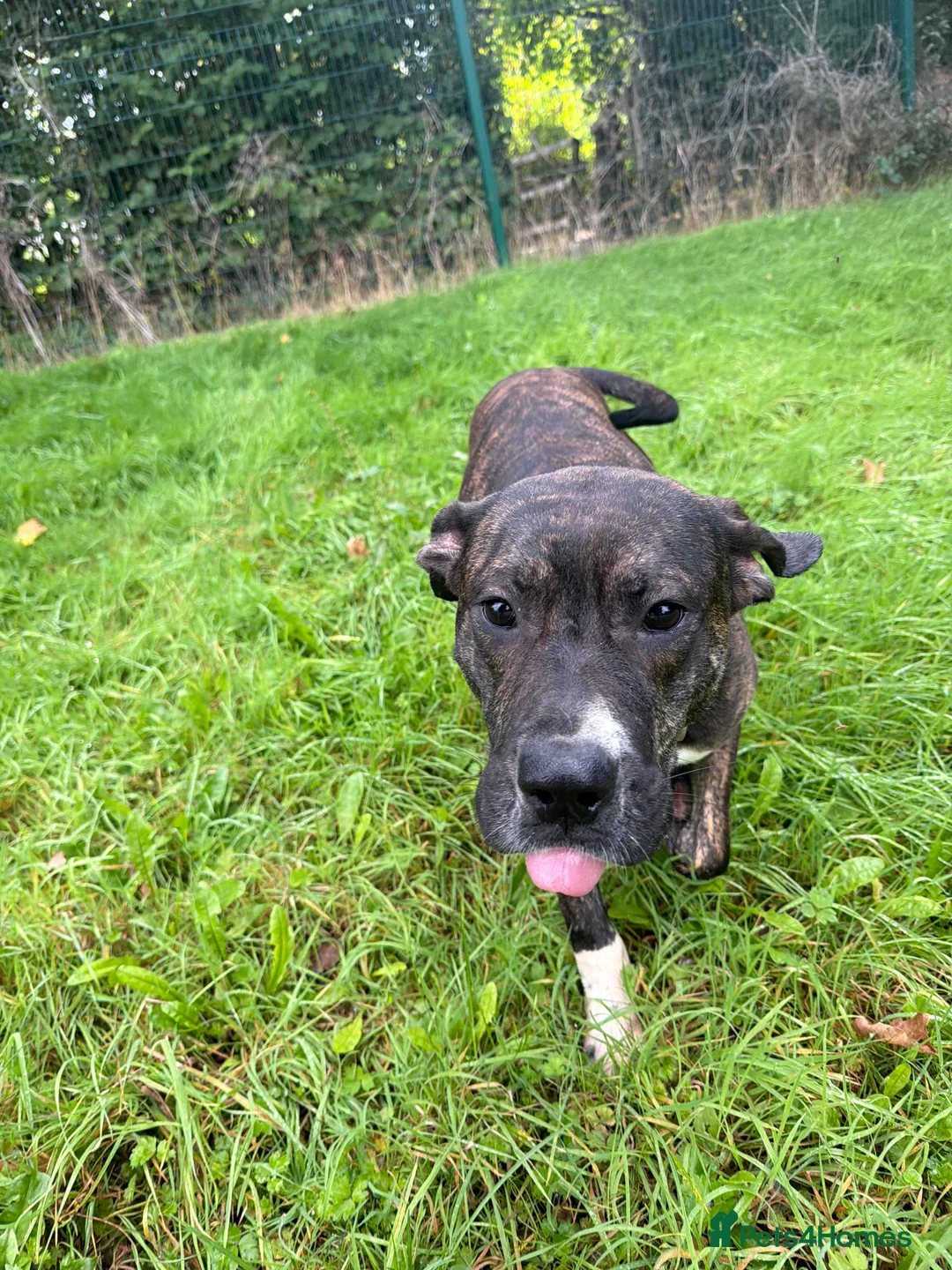 Presa Canario dogs for sale: Presa canario - Advert 2