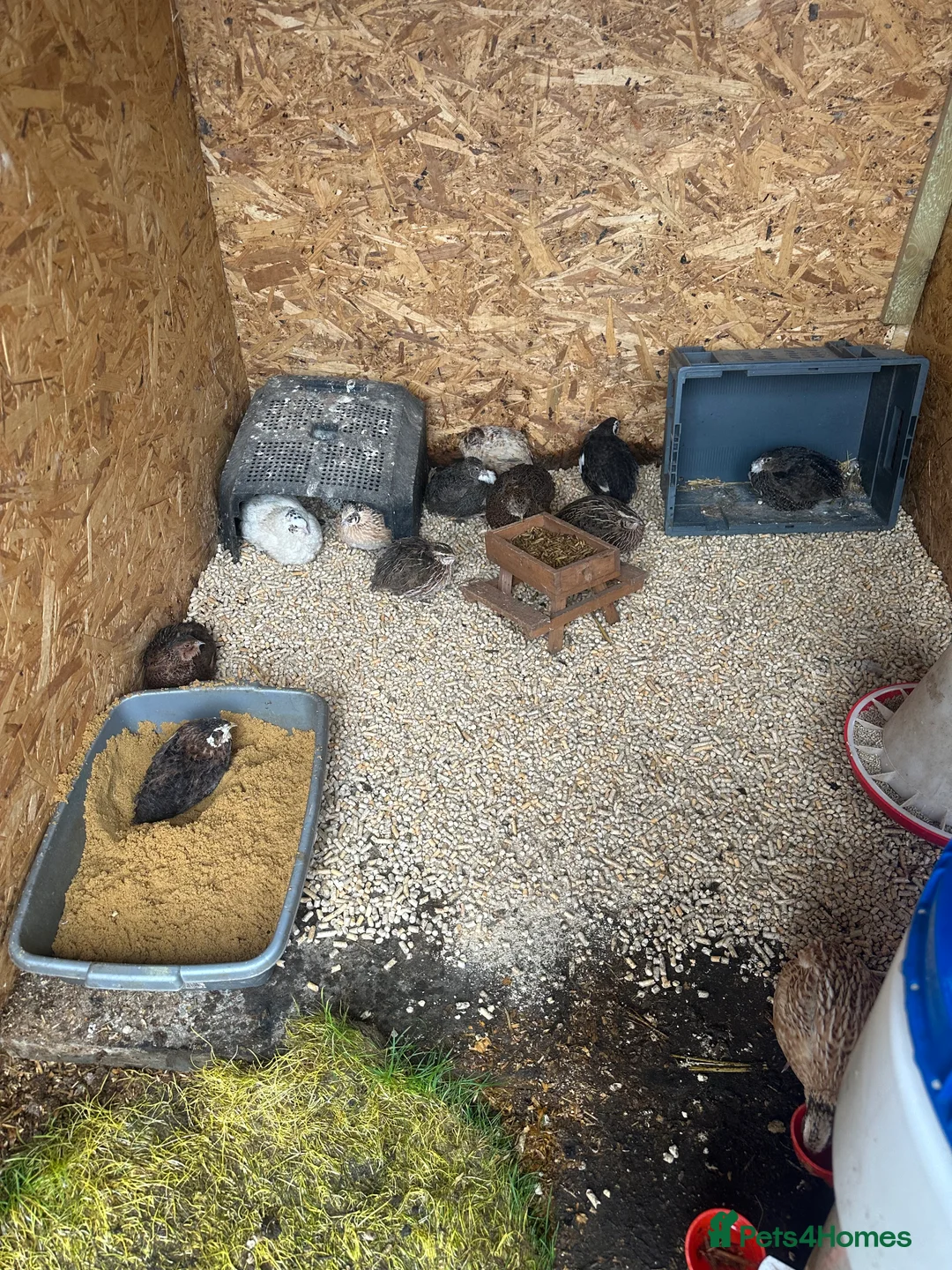 Quail poultry for sale: Coturnix quails from day olds to laying females - Advert 11