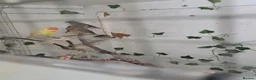 Finches birds for sale: X2 chesnut brested mannikin  - Advert 3