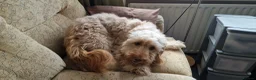 Cockapoo dogs for sale: cockapoo - Advert 4