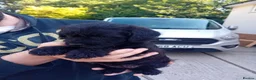 Mixed Breed dogs for sale: Borderpoo puppies in Woodbridge - Advert 11