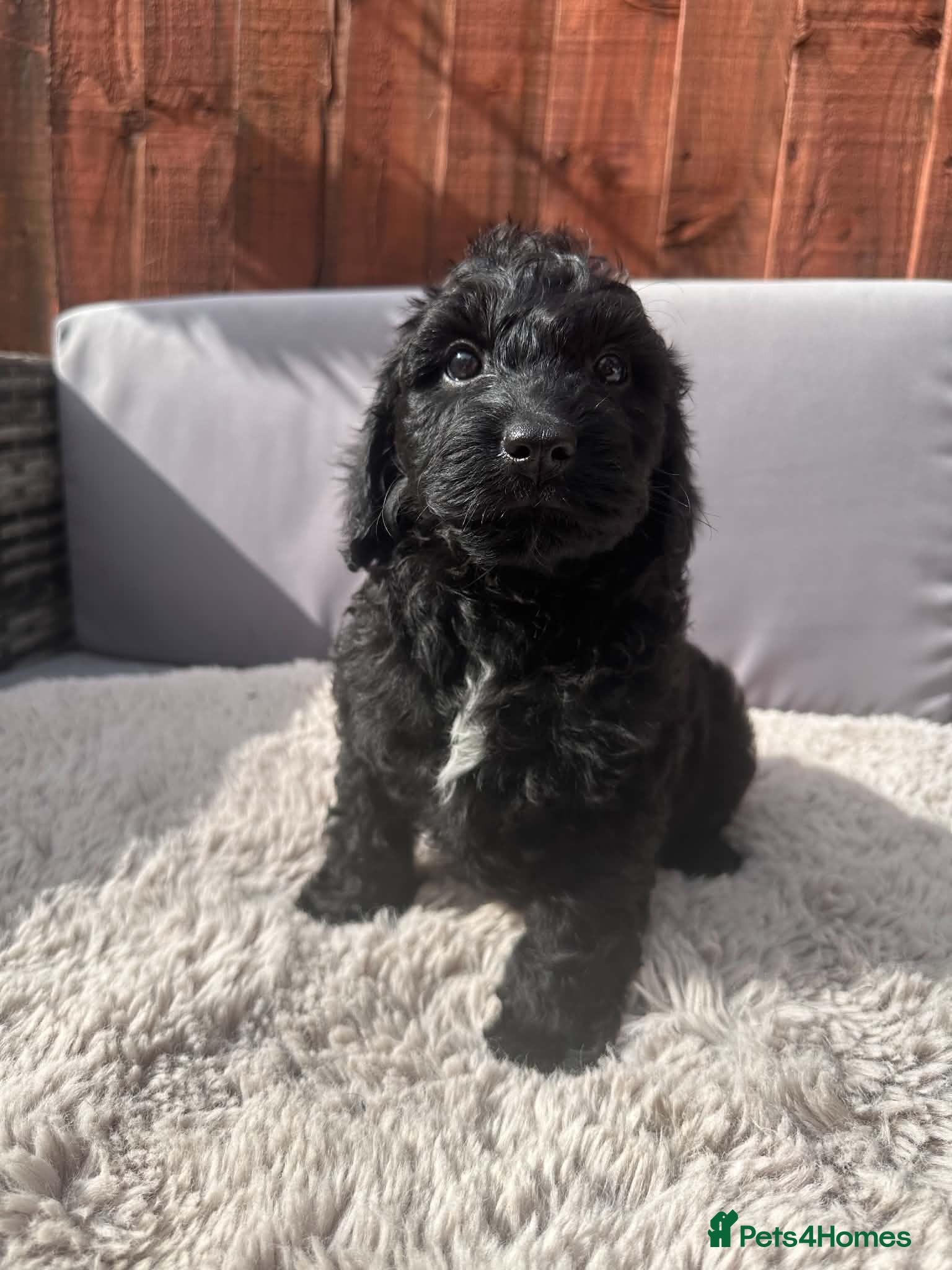 Australian Labradoodle dogs Australian Labradoodle Small Size  - Advert 2