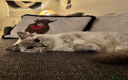 Ragdoll cats for sale: Ragdoll - Image 2