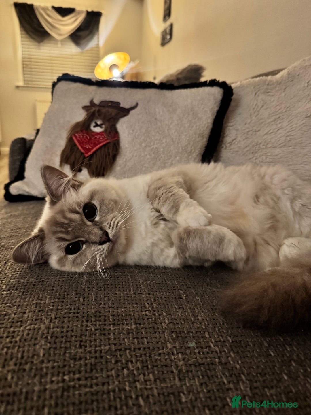 Ragdoll cats for sale: Ragdoll - Image 2