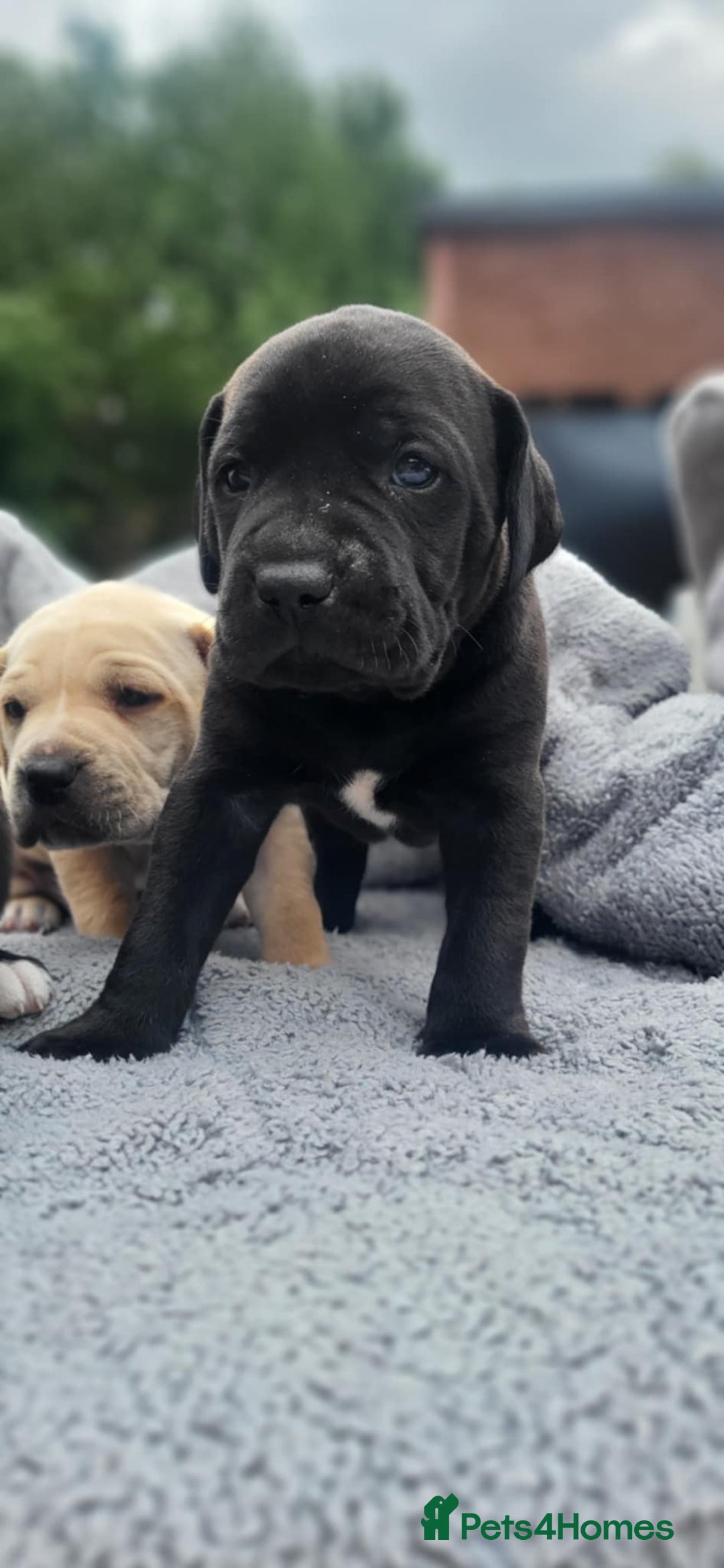 Mixed Breed dogs for sale: Ready to collect – Cane Corso puppies  - Image 26