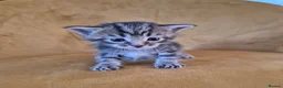 Mixed Breed cats for sale: Maine Coon Cross fluffy kittens  - Advert 4