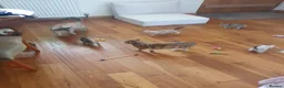 Bengal cats for sale: Stunning Bengal kittens for sale - Advert 13