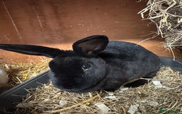 Rex rabbits for sale: Mini Rex sisters - Image 1