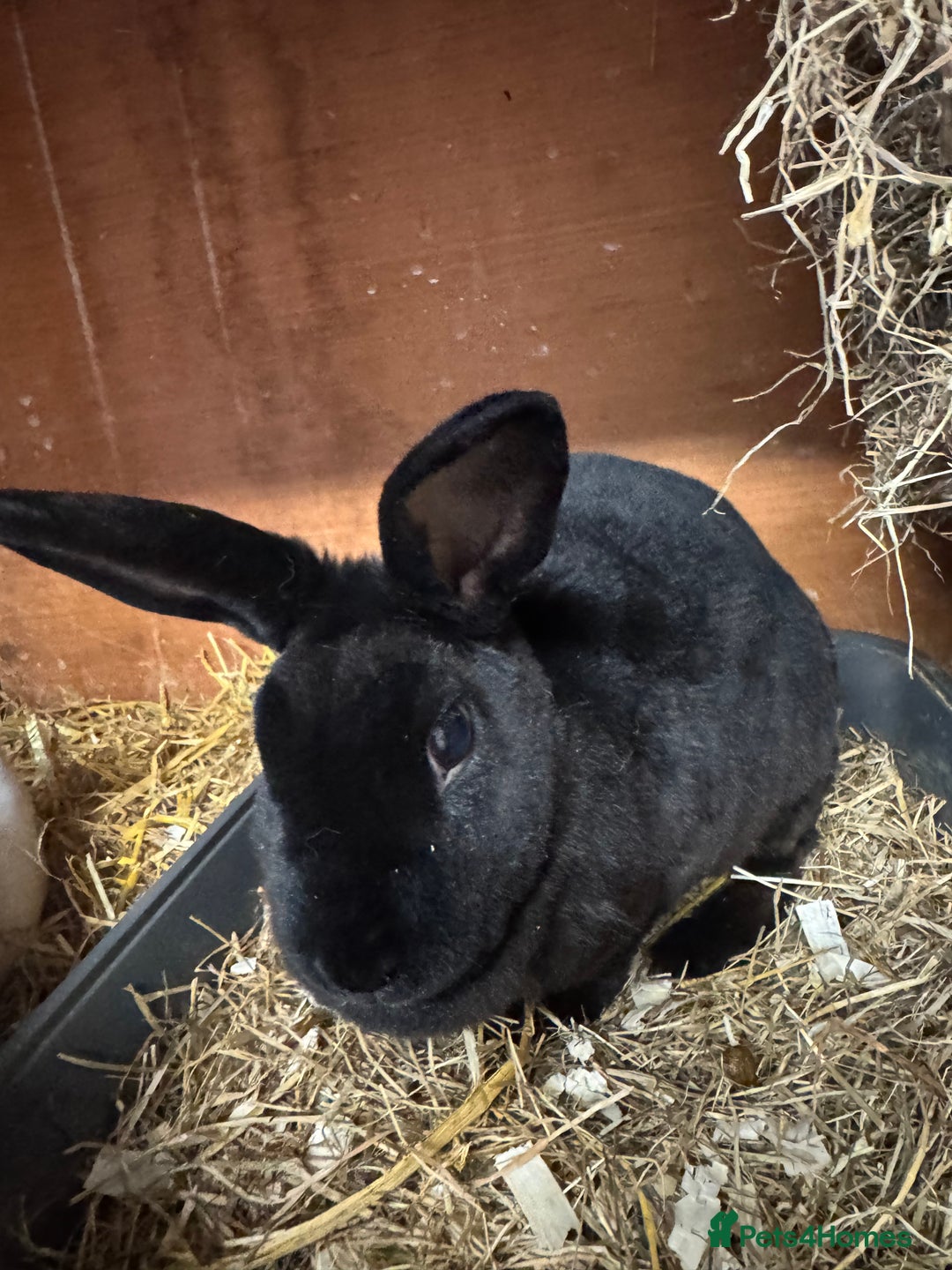 Rex rabbits for sale: Mini Rex sisters - Image 1