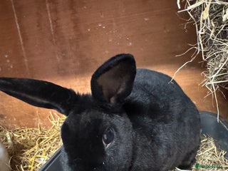 Rex rabbits - Advert 6