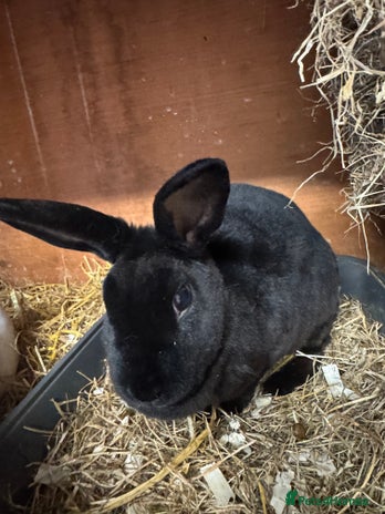 Rex rabbits - Advert 1