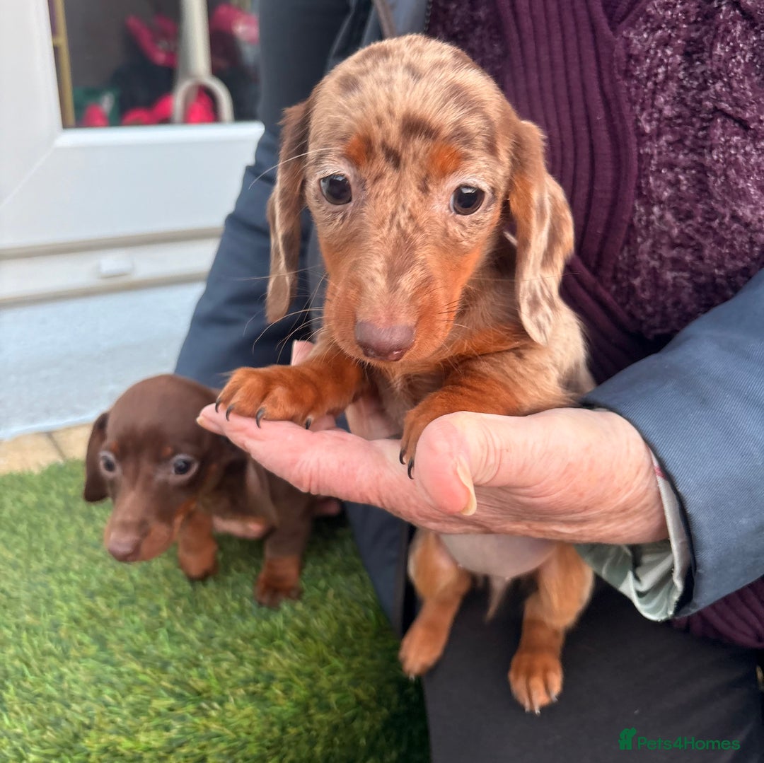 Dachshund dogs for sale: Dapple dachshund  - Advert 3