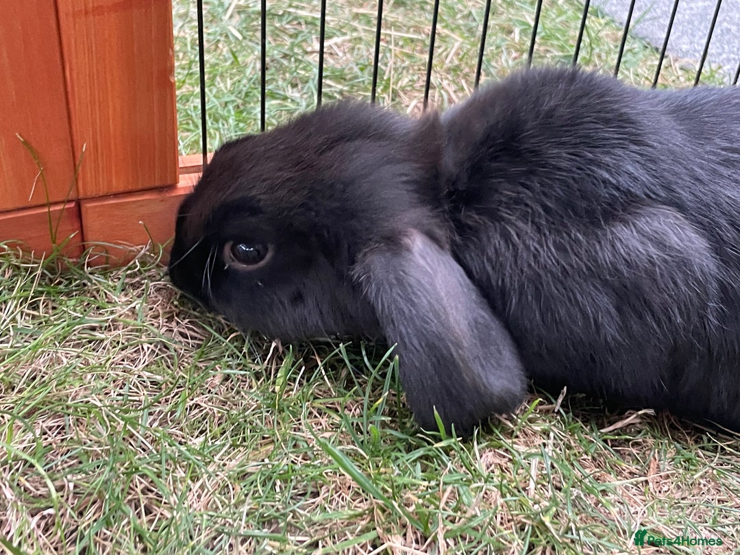 Mini Lop rabbits for sale: Beautiful Mini Lop Babies - Image 18