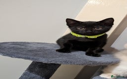 Mixed Breed cats for sale: Beautiful Kittens - Image 12