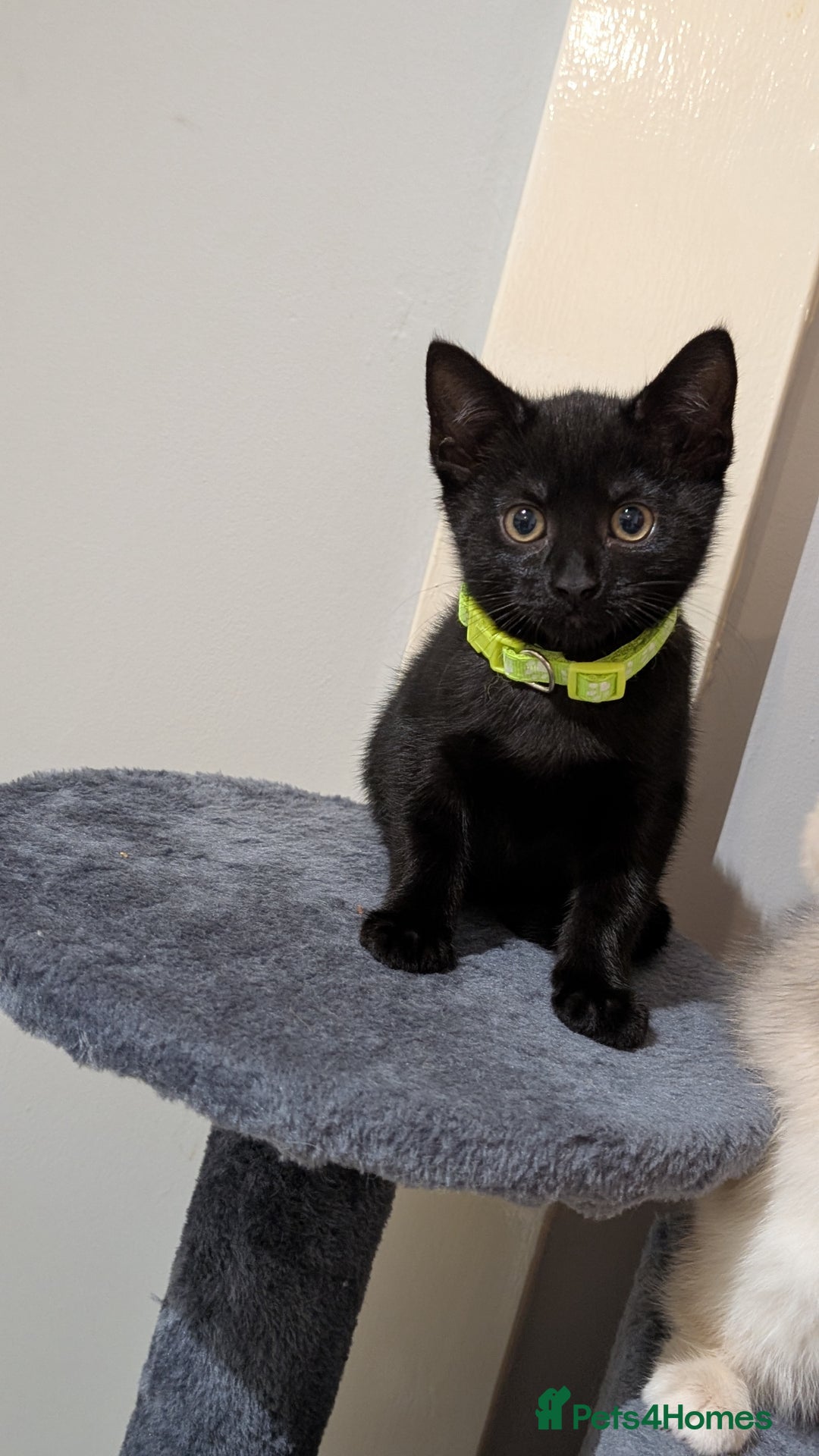 Mixed Breed cats for sale: Beautiful Kittens - Image 12
